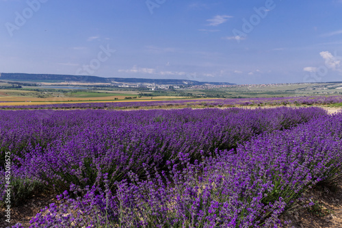 Blooming lavender in the summer. lavender blooming scented flowers.