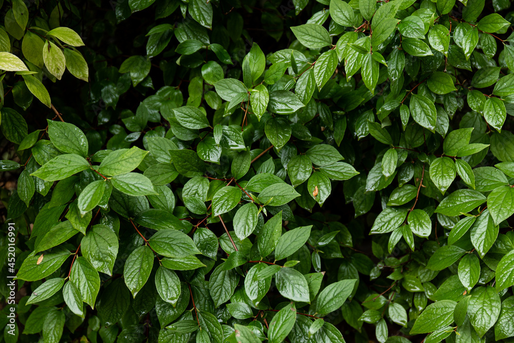 After rain Water Drops on Green leaves in the garden pattern background, sparkle of Droplets on surface leaf, color Dark Flat lay Natural background for input text After rain Water Drops on Green leaves in the garden pattern background, sparkle of Droplets on surface leaf, color Dark Flat lay Natural background for input text