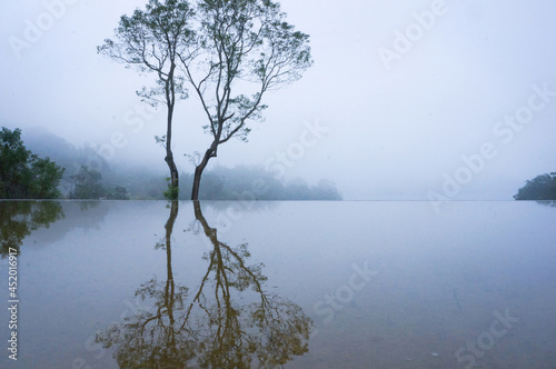 A misty landscape the old tree in the waterside with reflection. © JuneDesign