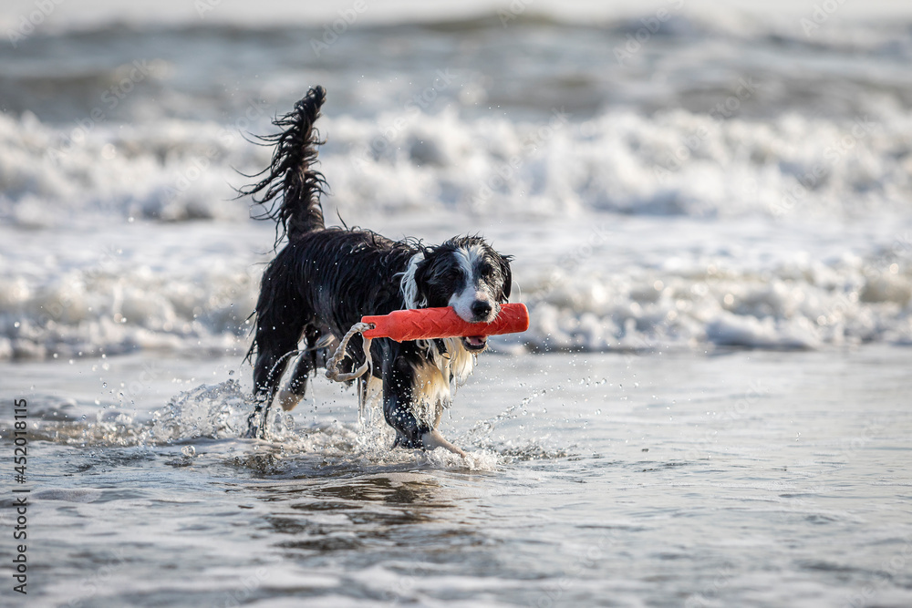 cute border collie dog with red toy in the mouth running in shallow water