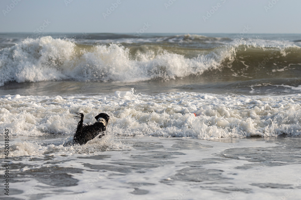 brave border collie dog swimming and jumping in troubled water brave border collie dog swimming and jumping in troubled water