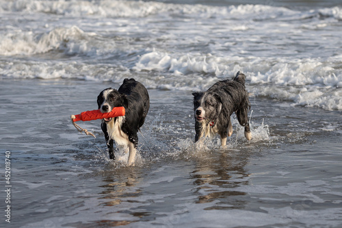 happy dogs playing with a red toy in shallow water