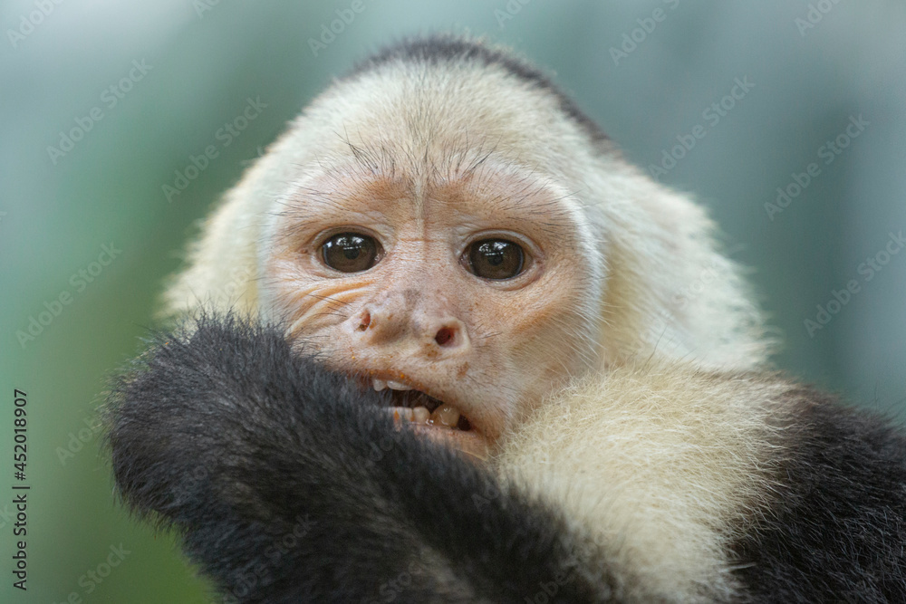 A white-faced Capuchin enjoys its lunch, palm fruits. A white-faced Capuchin enjoys its lunch, palm fruits.
