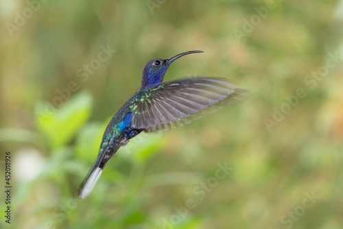 The Violet Sabrewing (Campylopterus hemileucurus) is one of the largest hummingbirds in Costa Rica. photo