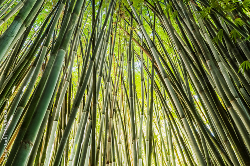 Looking upwards at mature giant bamboo canes crossing over at the top photo