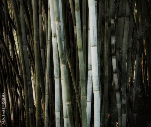 Close up of Bamboo photo