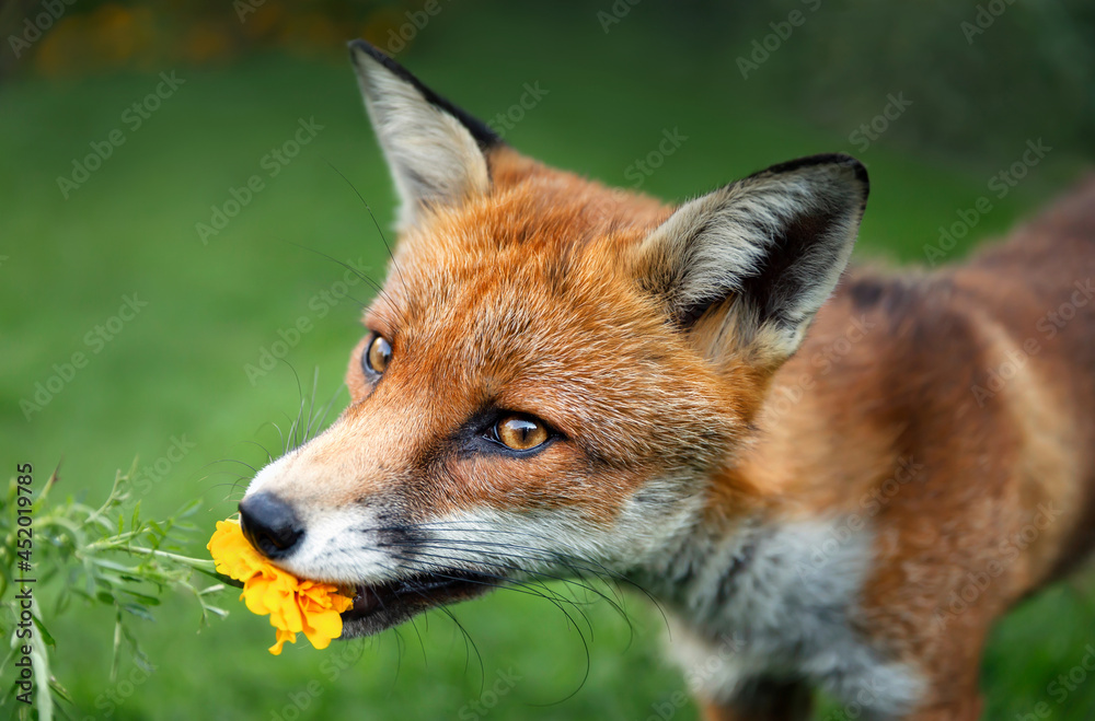 Close up of a red fox tasting a marigold flower in summer