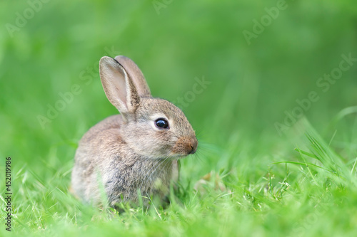 Close up of a cute little rabbit  sitting in green grass © giedriius