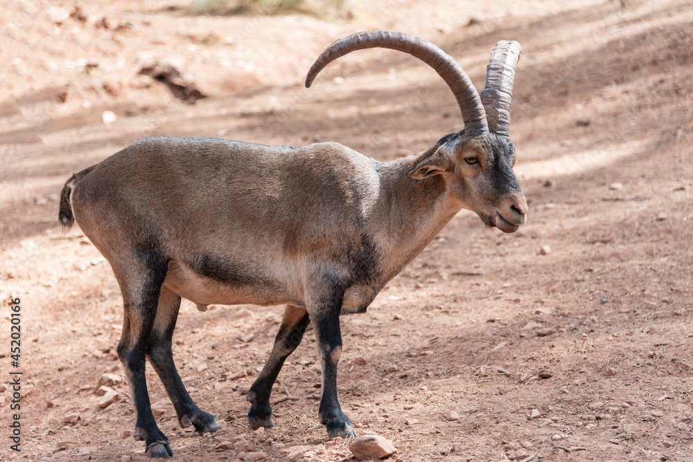 Male hispanic goat in a breeding center for the genetic maintenance of the species (captivity) Male hispanic goat in a breeding center for the genetic maintenance of the species (captivity)
