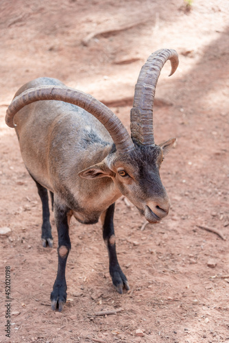 Male hispanic goat in a breeding center for the genetic maintenance of the species (captivity)