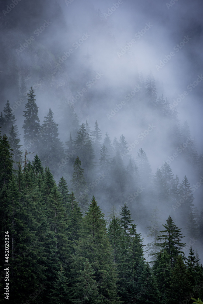 Mist in the fir tree forest of the Austrian Alps - great mountain view - travel photography