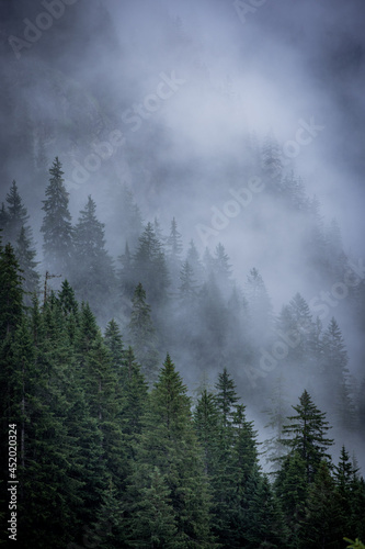 Mist in the fir tree forest of the Austrian Alps - great mountain view - travel photography © 4kclips