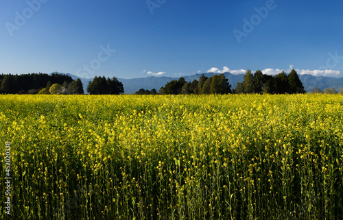 Field of mustard plants in full blooming yellow flowers photo