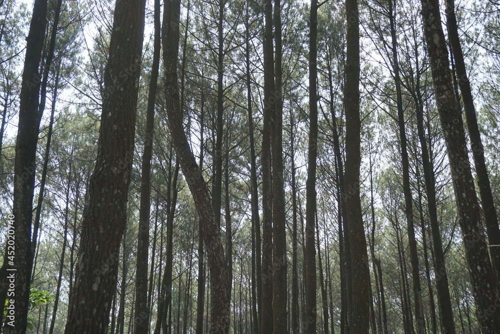 The athmosphere of pinus pengger with a natural background The athmosphere of pinus pengger with a natural background