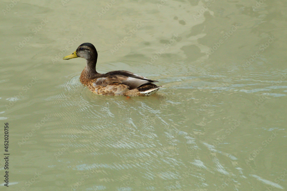 Colorful duck swimming in a pond peacefully Colorful duck swimming in a pond peacefully