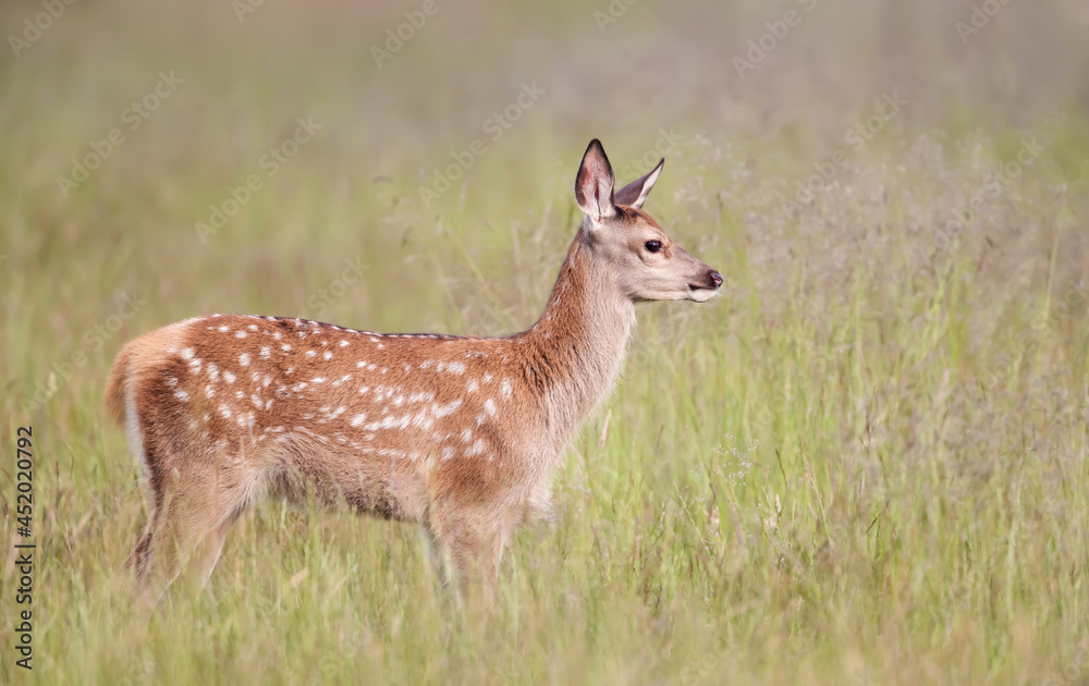Red deer calf standing in the meadow in summer Red deer calf standing in the meadow in summer