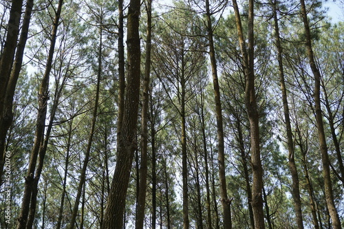 The athmosphere of pinus pengger with a natural background