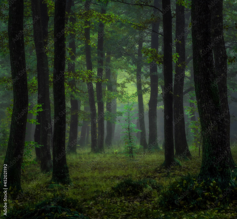 Morning in The Forest Morning in The Forest