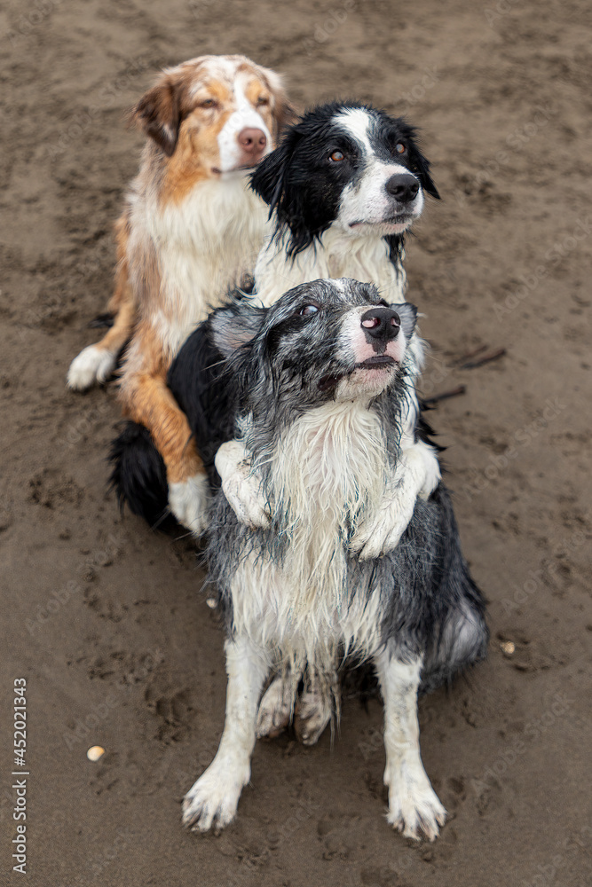 border collie dogs performing tricks on the beach