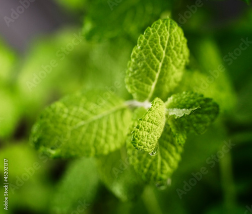 Close up of mint leaves photo