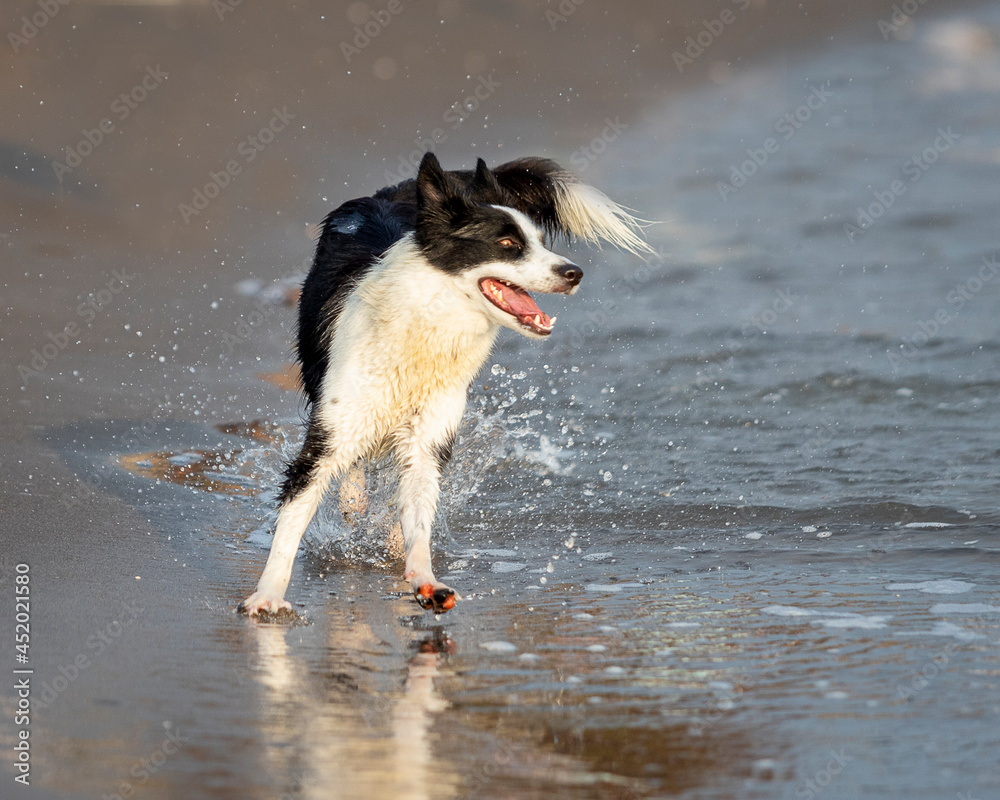 border collie dog running happy in shallow water on the beach border collie dog running happy in shallow water on the beach