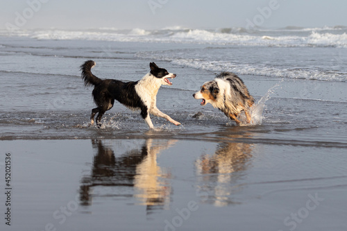 two dogs running and barking on the beach with reflection