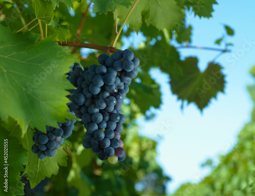 Wallpaper Mural Close up of red wine grapes ready for harvesting on vine. Torontodigital.ca