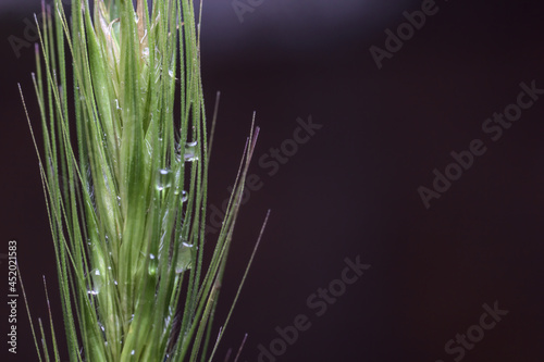 gotas de lluvia sobre el pasto y las flores