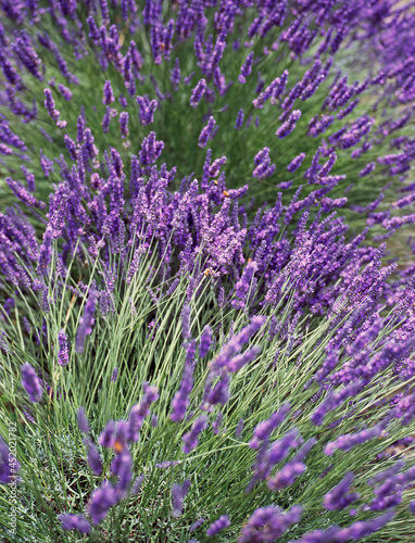 Field of lavender plants in full bloom photo