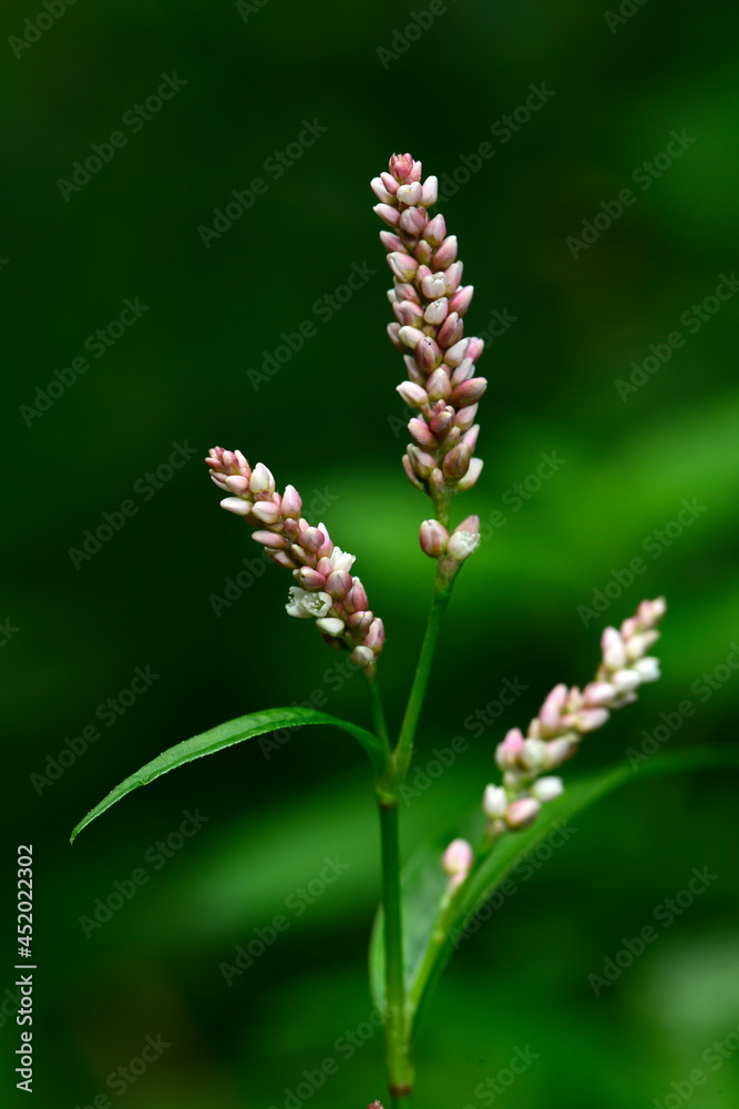 Floh-Knöterich // lady's thumb (Persicaria maculosa) Floh-Knöterich // lady's thumb (Persicaria maculosa)