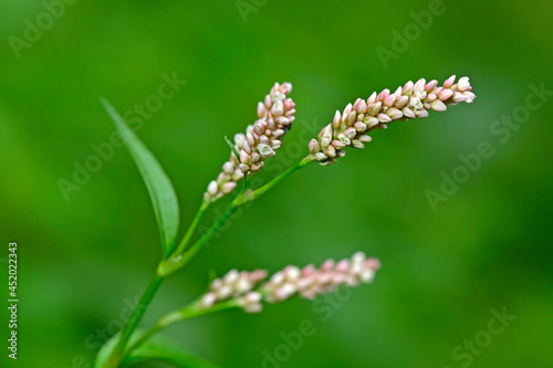 Floh-Knöterich // lady's thumb (Persicaria maculosa) © bennytrapp