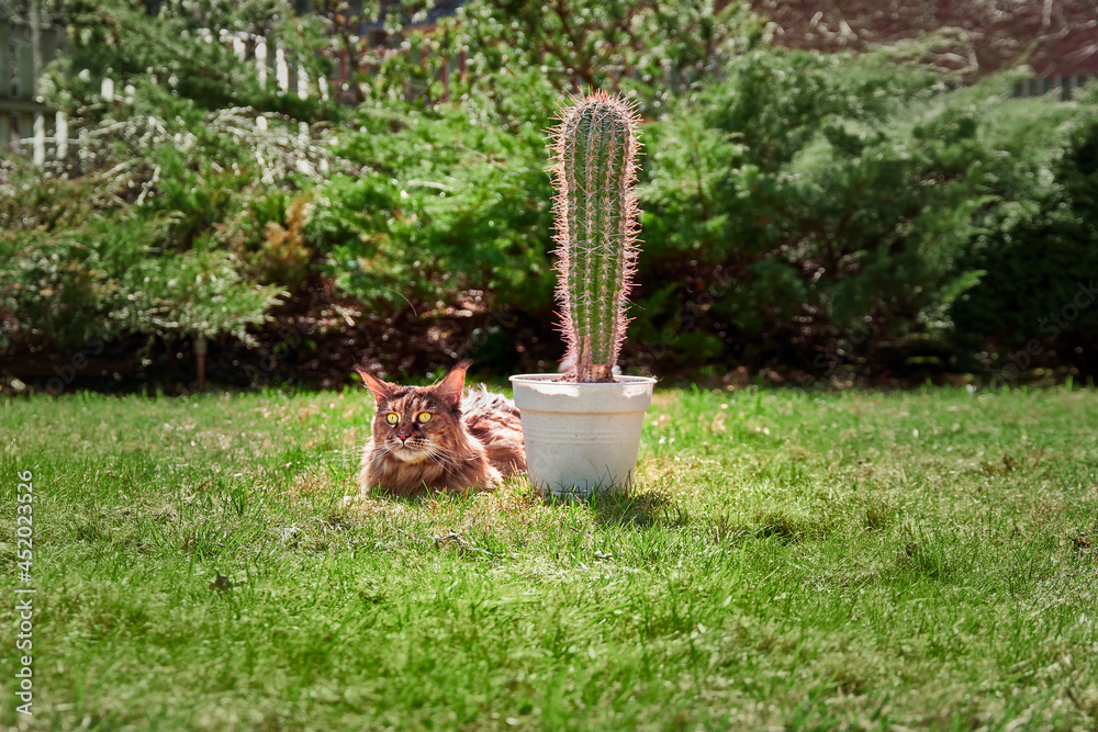 Fototapeta premium Big cat and a cactus on a sunny lawn.