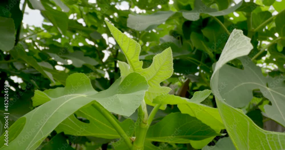 Fig Tree Leaves Close Up Fig Tree Leaves Close Up