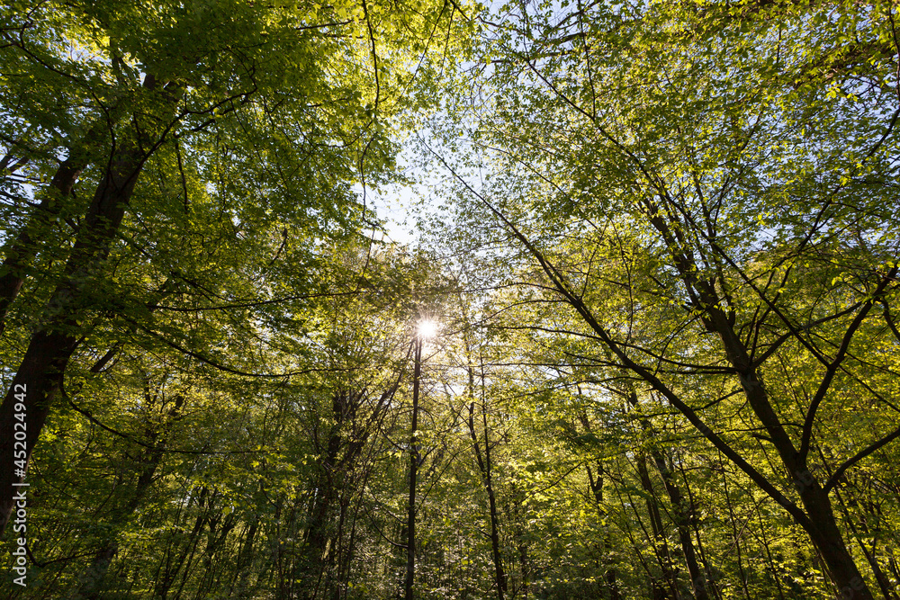 green poplars in the spring season in the forest green poplars in the spring season in the forest