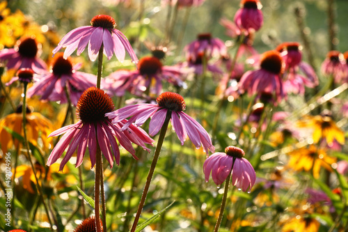 Solar summer morning.Rare smart flowers of a echinacea with the orange middle and purple petals.At a background yellow flowers of a rudbeckia are visible.