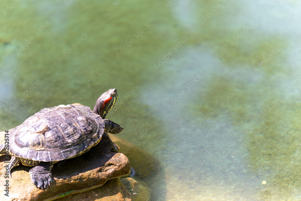 Obraz premium A turtle on a stone in a decorative pond head away from us
