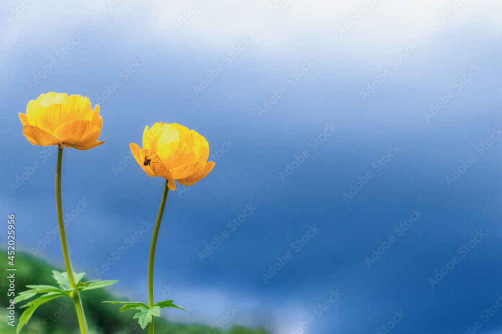 Obraz premium Bright flowers of a globeflower against a blue sky.