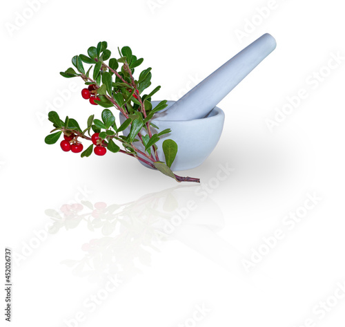 Bearberry (Arctostaphylos uva-ursi) twig with leaves and ripe berries isolated on white and mortar with pestle. The concept of healthy food and traditional medicine.