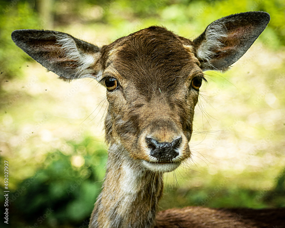 Deer Portrait Deer Portrait