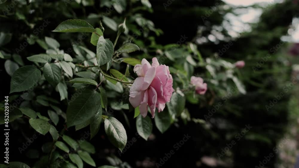 big pink roses grow in the garden in summer big pink roses grow in the garden in summer