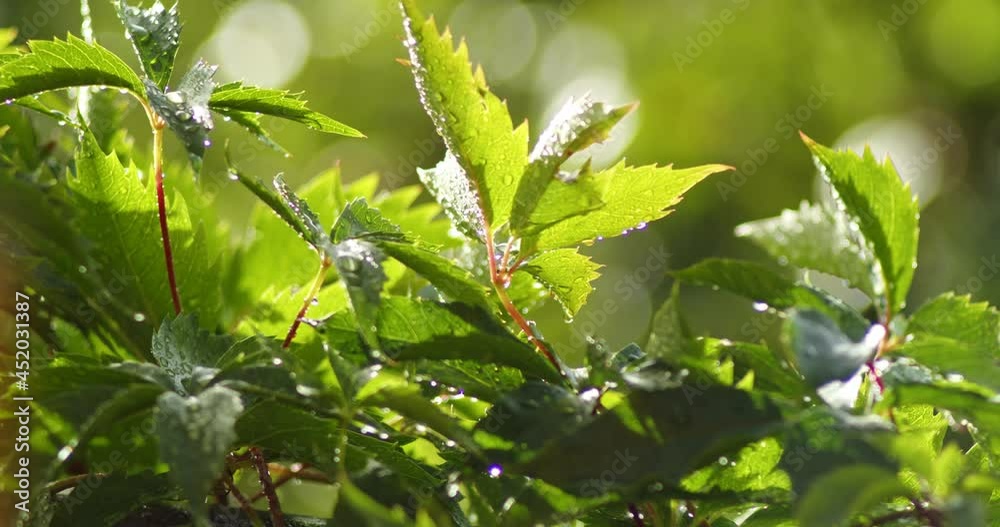 Green foliage in the background light of the setting or rising sun. The leaves illuminated by the sun's rays during the rain. Green foliage in the background light of the setting or rising sun. The leaves illuminated by the sun's rays during the rain.