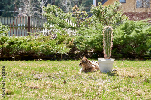 Big cat and a cactus on a sunny lawn.