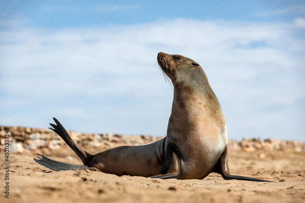 Fototapeta premium Fur seal enjoy the heat of the sun