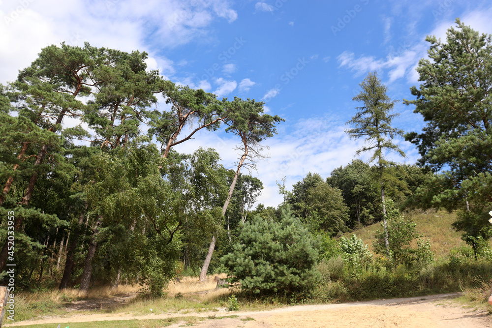 Die Senne im Sommer bei Oerlinghausen, Nordrhein-Westfalen, Deutschland