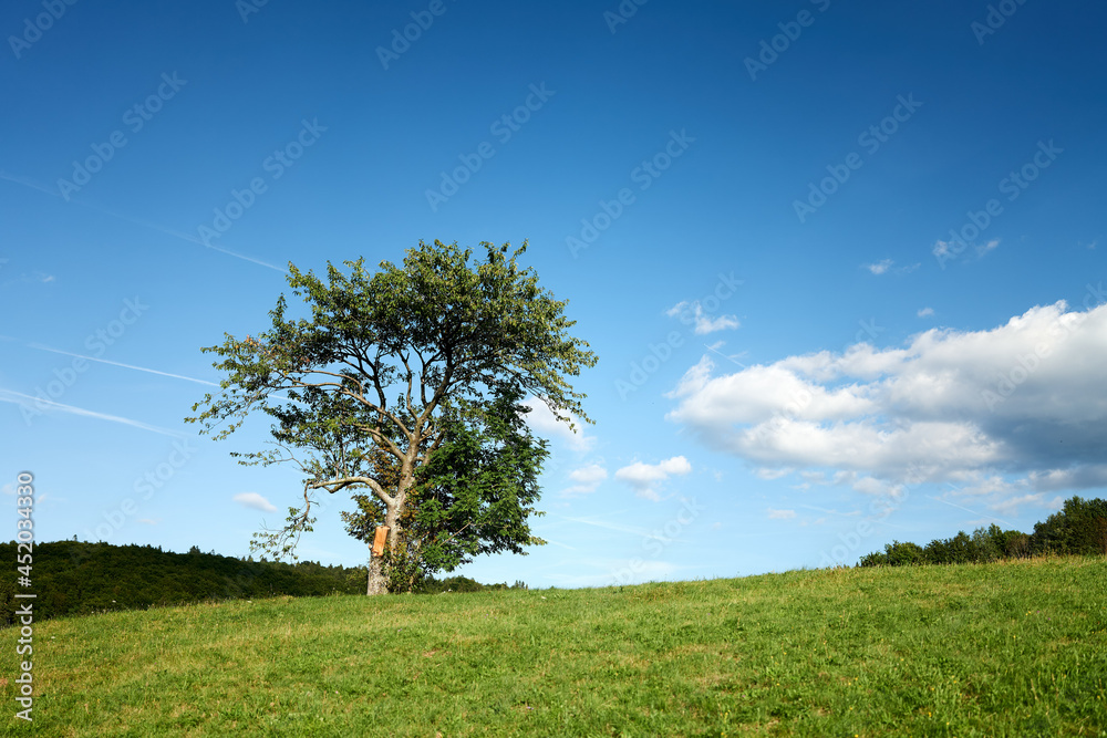 Obraz premium tree in the field