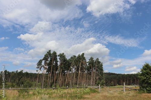 Die Senne im Sommer bei Oerlinghausen, Nordrhein-Westfalen, Deutschland photo