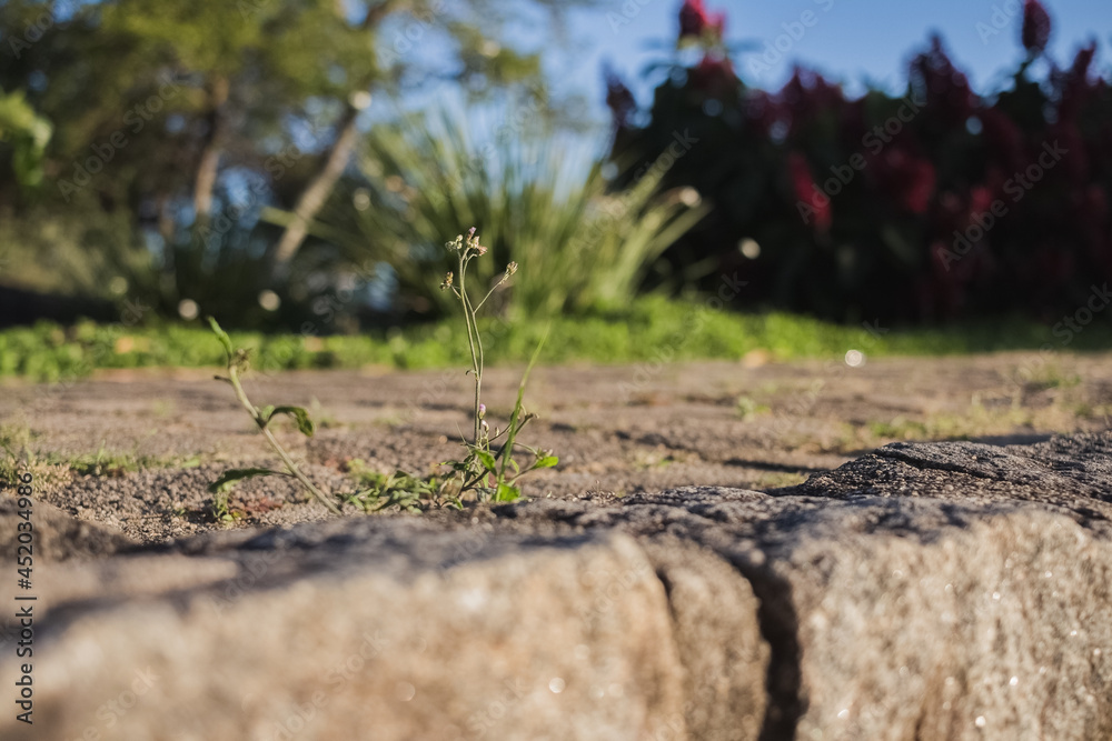 A small plant growing on an old concrete floor and deteriorated by local geological actions. A small plant growing on an old concrete floor and deteriorated by local geological actions.