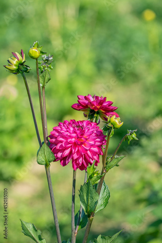 Magenta colored dahlia. photo