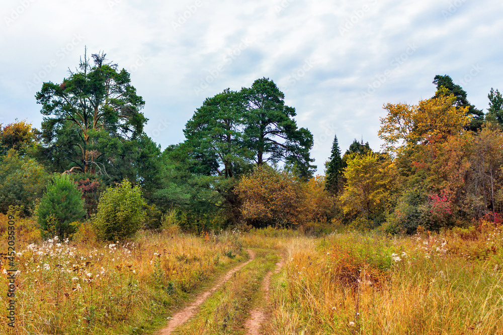 rural landscape with a path in the autumn forest