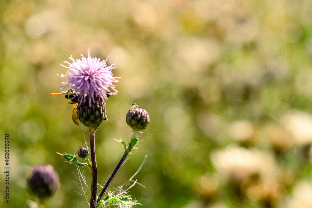 thistle and bee thistle and bee